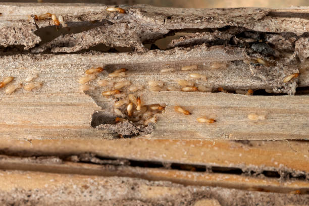 Best Commercial Pest Control Services  in Delhi, LA